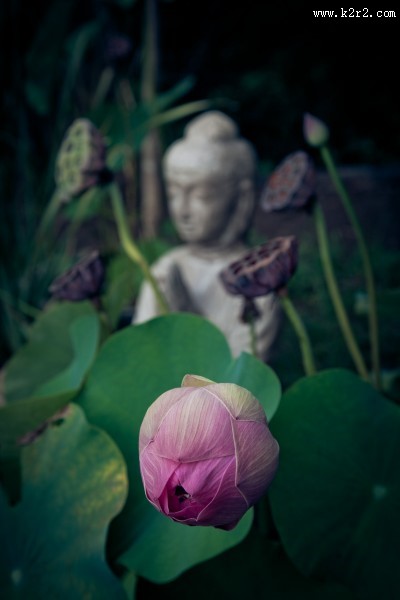 慈悲的佛像图片大全