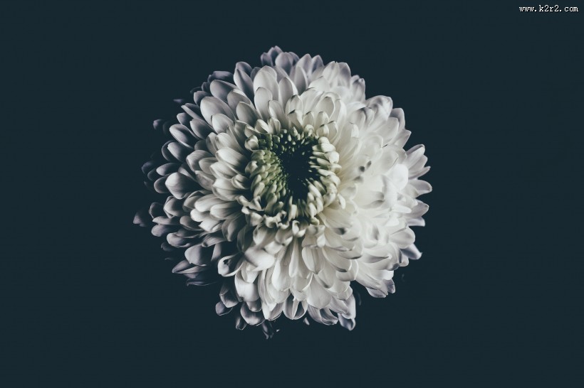 暗调花朵摄影图片