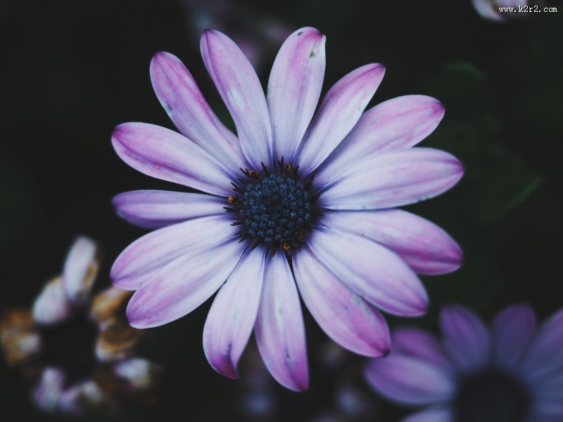 暗调花朵摄影图片