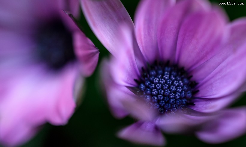 暗调花朵摄影图片