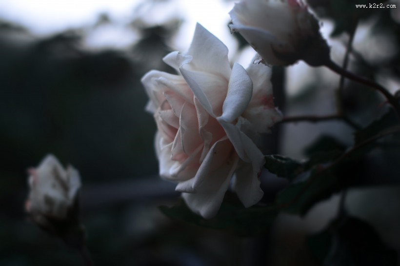 暗调花朵摄影图片