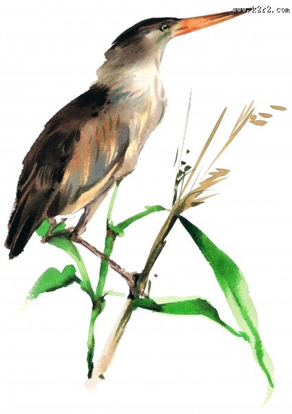 树枝上的小鸟彩绘图片