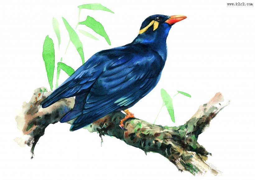 树枝上的小鸟彩绘图片