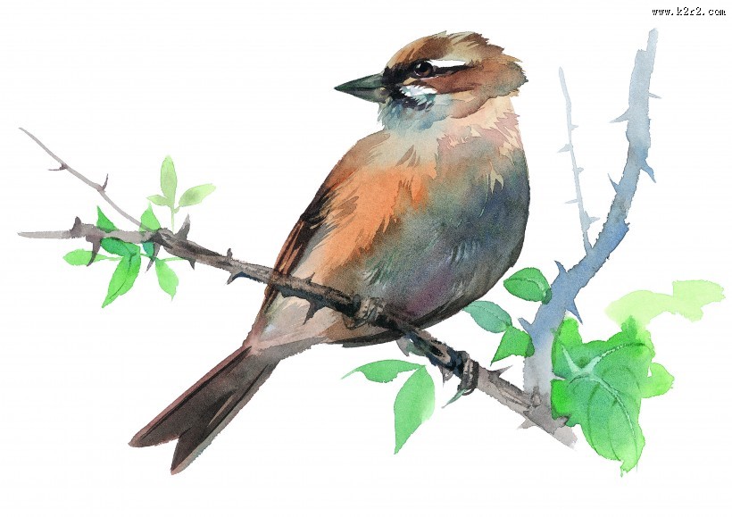树枝上的小鸟彩绘图片