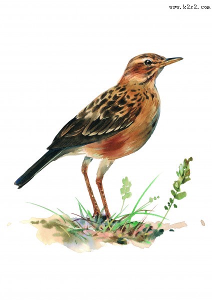 各种彩绘鸟类图片