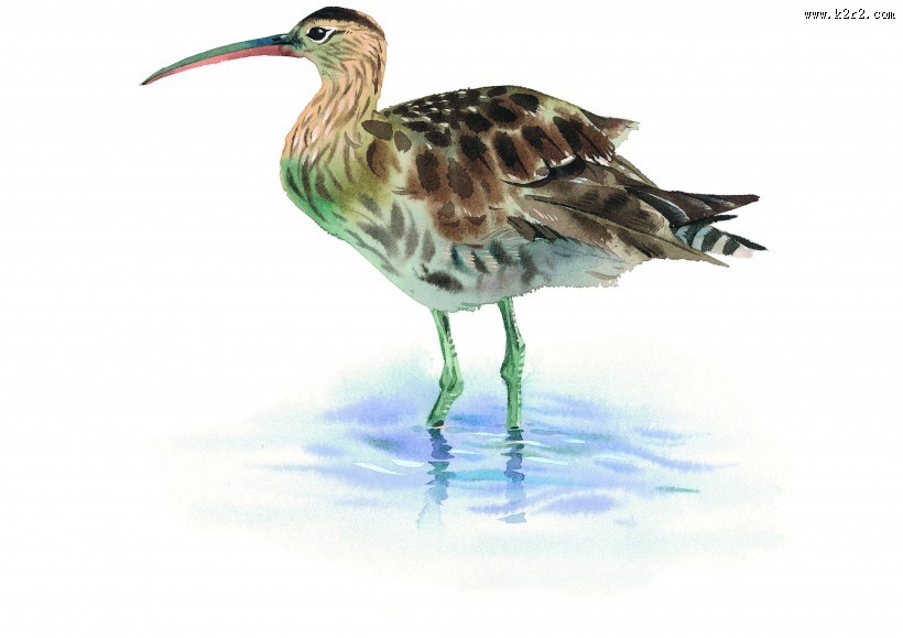 各种彩绘鸟类图片