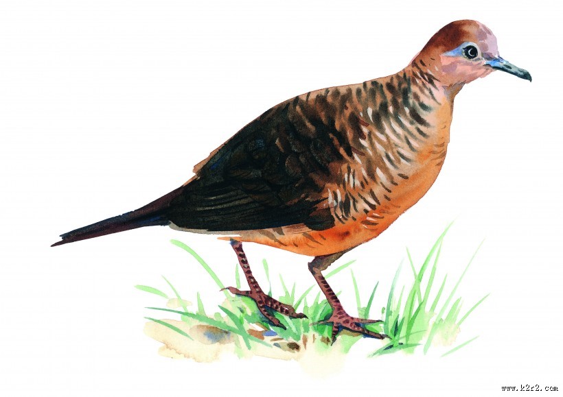 各种彩绘鸟类图片