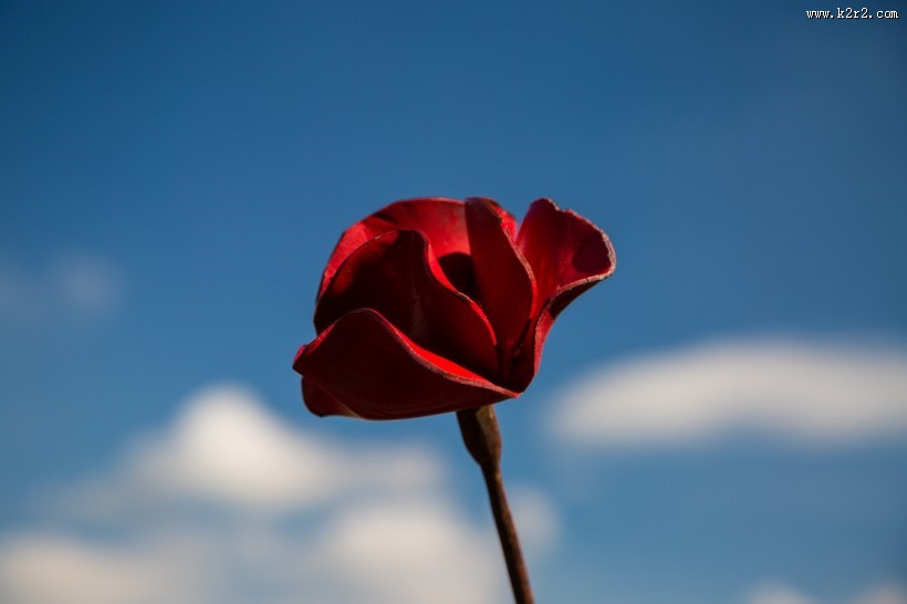 铁艺红色罂粟花图片