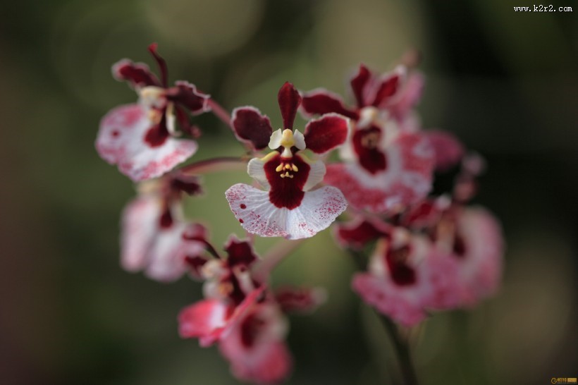 唯美自然植物景深图片
