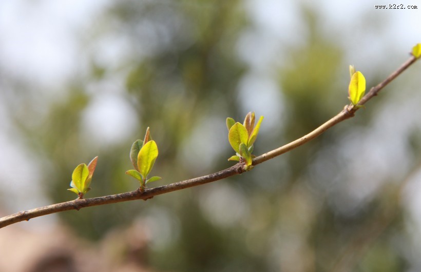 唯美自然植物景深图片