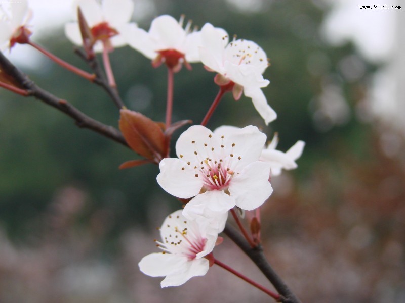 唯美自然植物景深图片