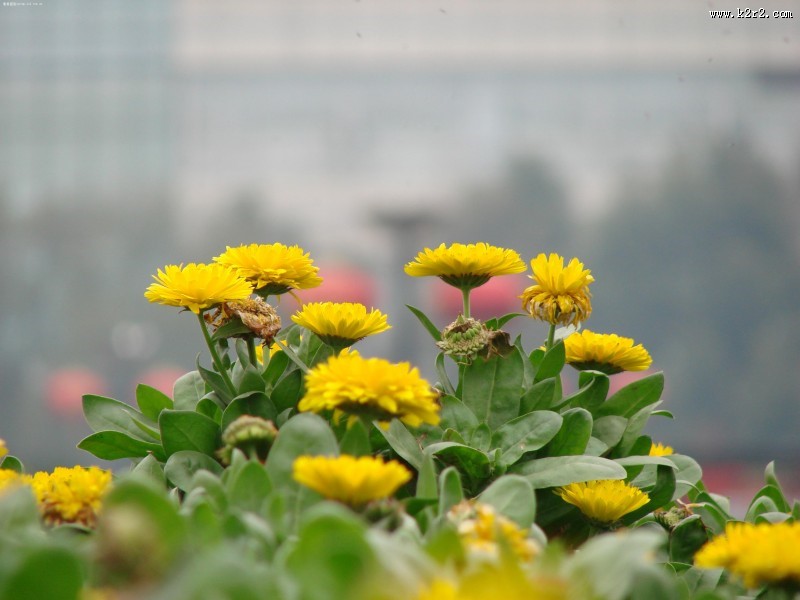 唯美自然植物景深图片