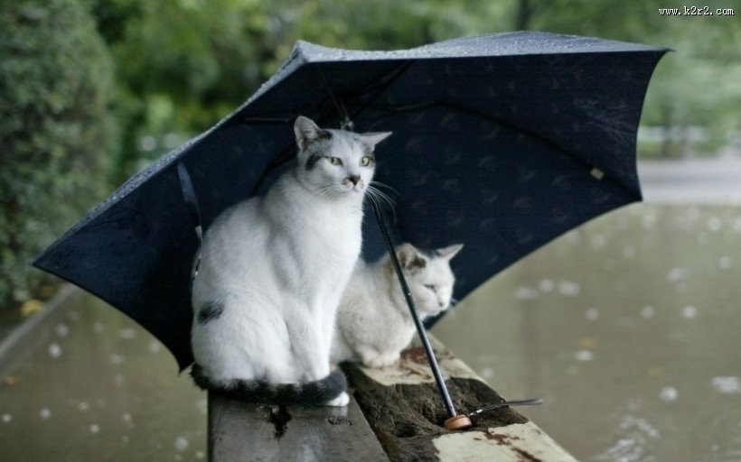 唯美雨天风景图片
