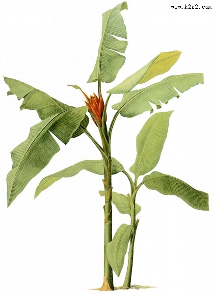 国外手绘植物花朵大全图片