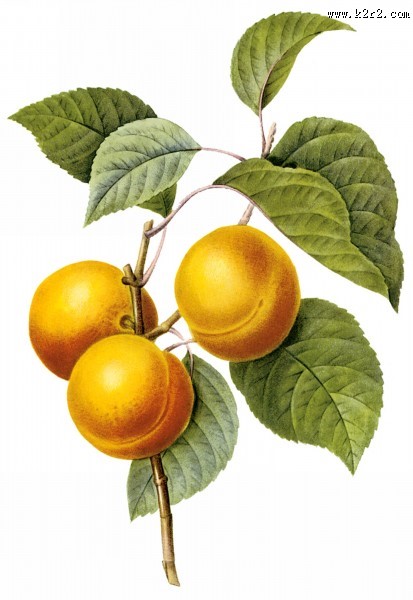 国外大师手绘水果图片