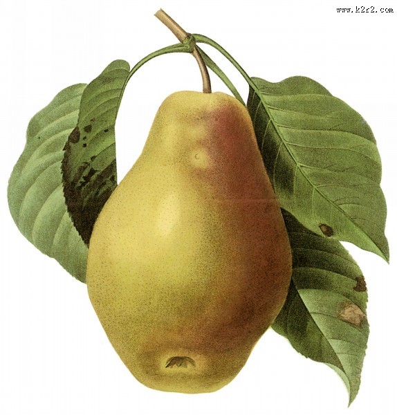 国外大师手绘水果图片