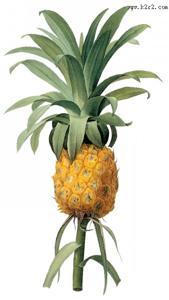 国外大师手绘水果图片