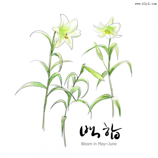 花草素描图片大全