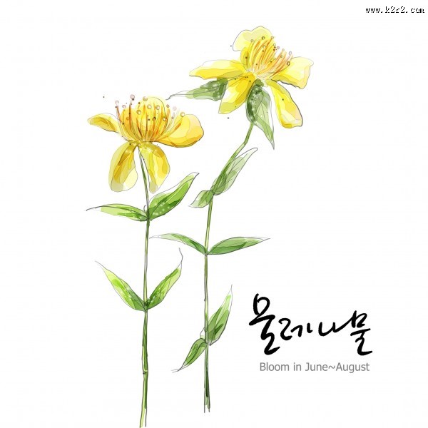 花草素描图片大全