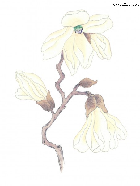 玉兰绘画图片