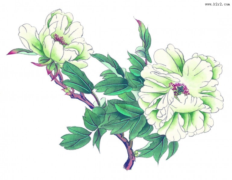 国画牡丹图片