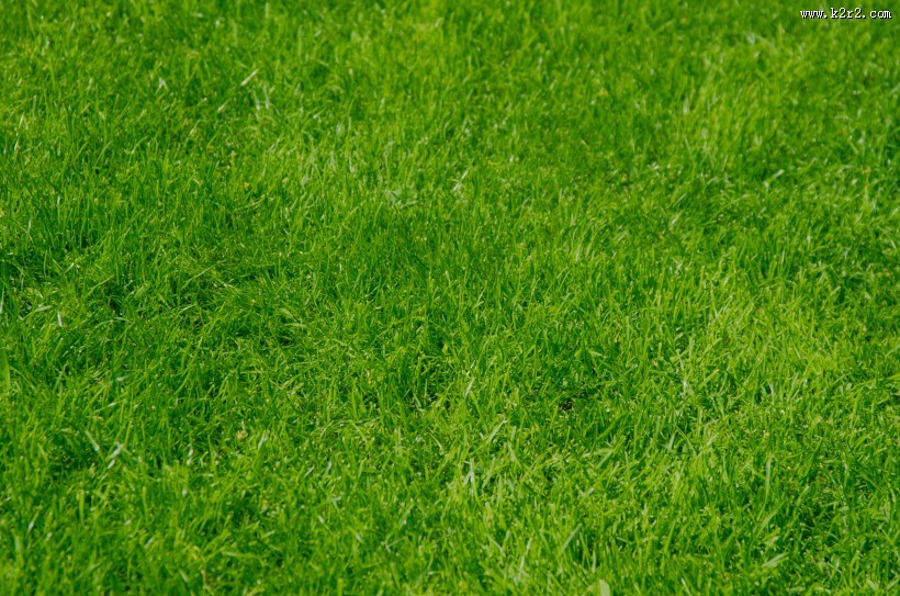 人工草坪图片