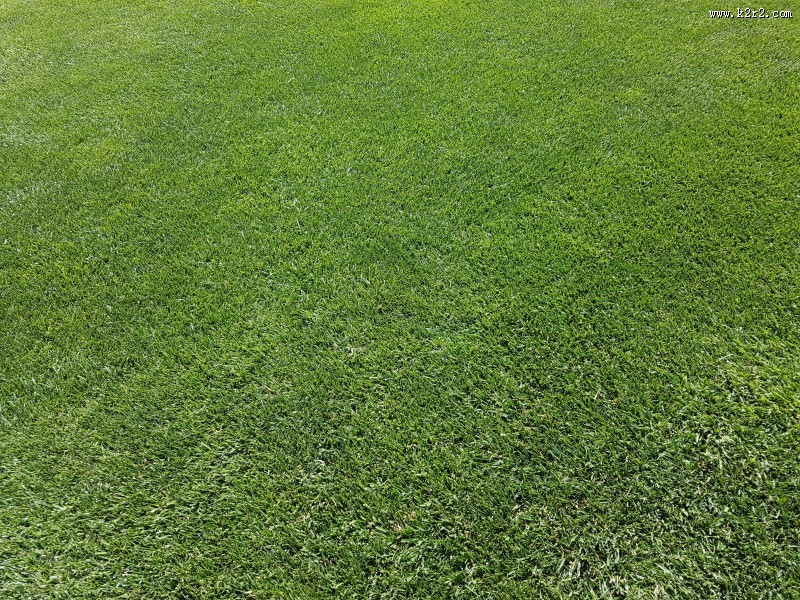 人工草坪图片