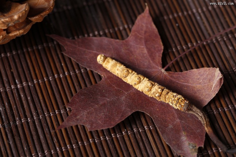 高品质的虫草图片大全