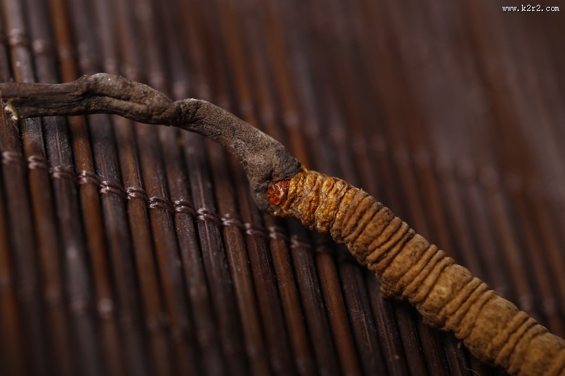 高品质的虫草图片大全