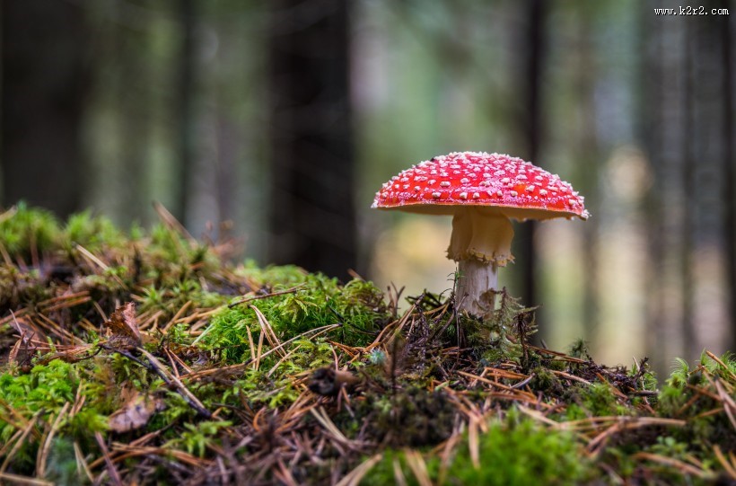 红色的毒蘑菇图片