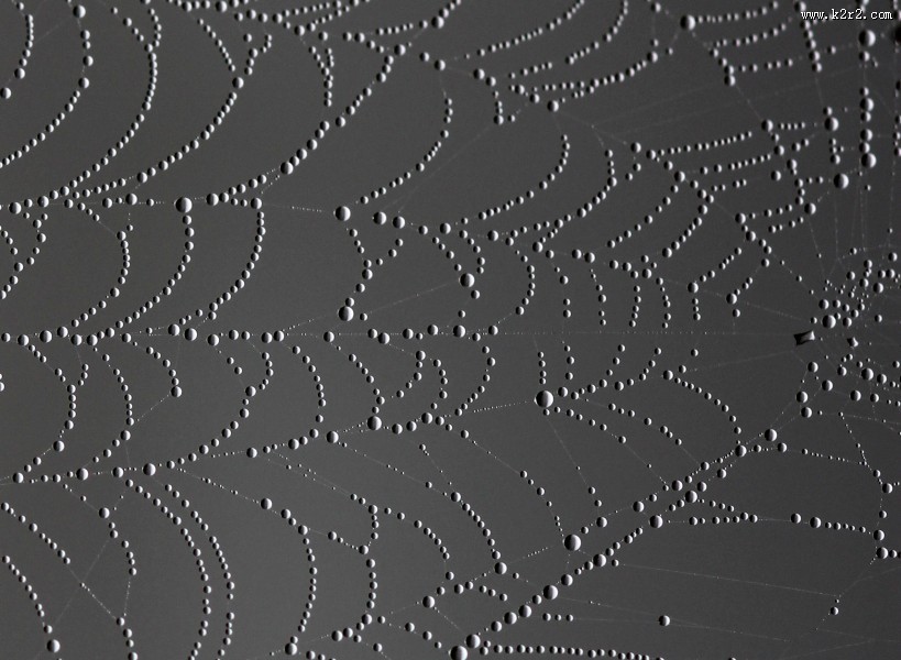 带水珠的蜘蛛网图片