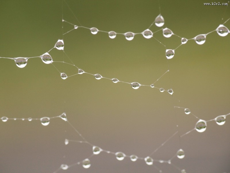带水珠的蜘蛛网图片
