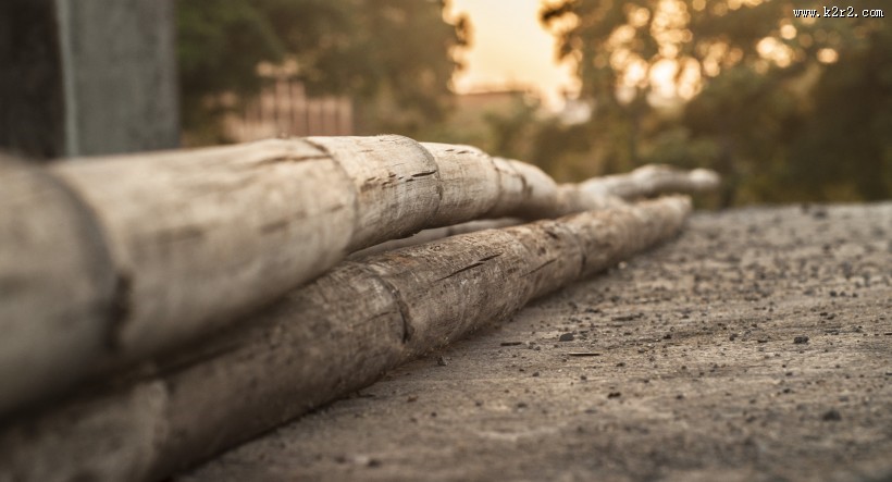 森林里的枯木图片大全