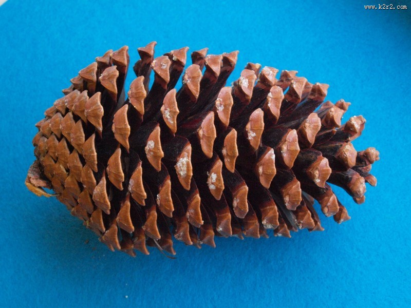 好看的松果松塔图片