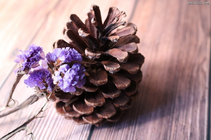 好看的松果松塔图片