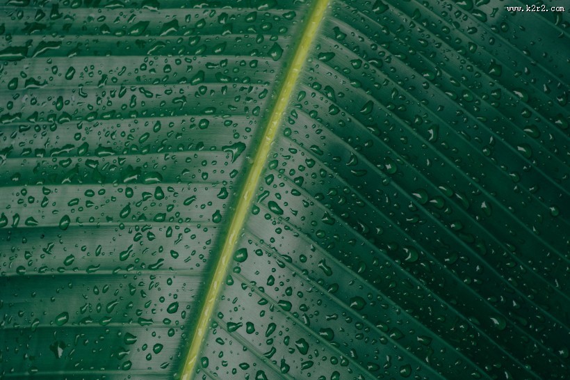 叶子上的水滴图片