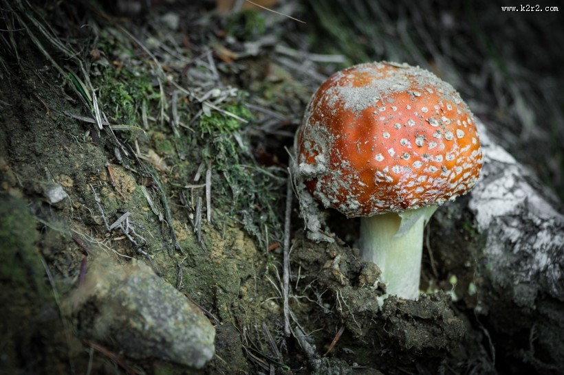 有毒的蘑菇图片大全