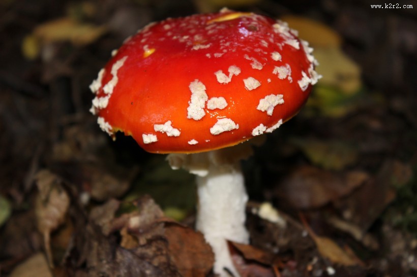 有毒的蘑菇图片大全