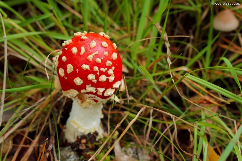 有毒的蘑菇图片大全