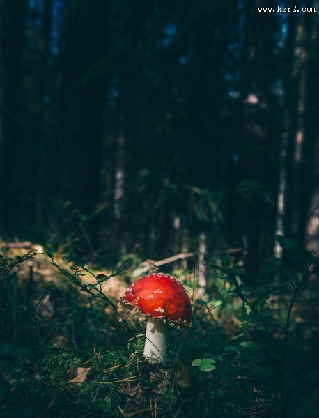 有毒的蘑菇图片大全