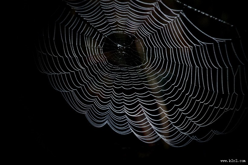 蜘蛛网高清图片大全