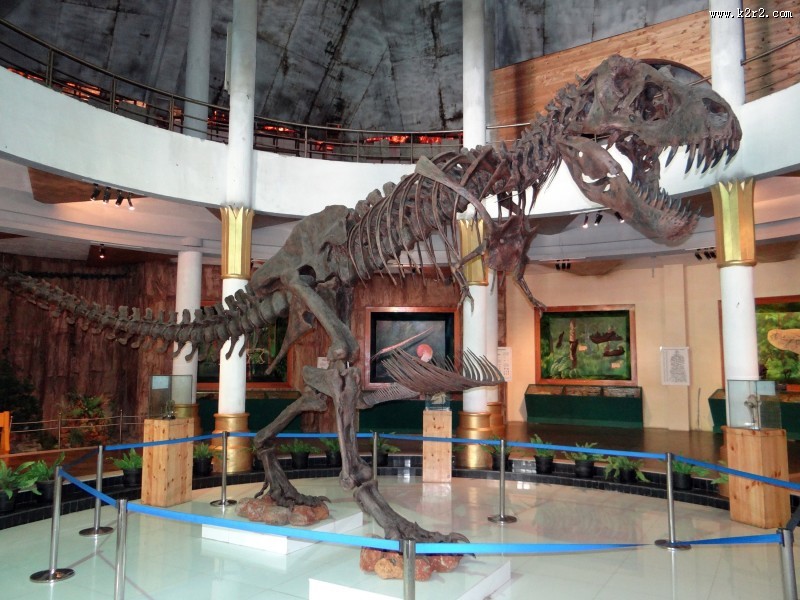 古老的恐龙化石图片大全