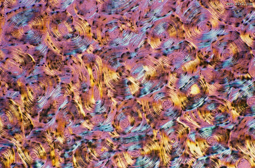 显微镜下的细胞图片