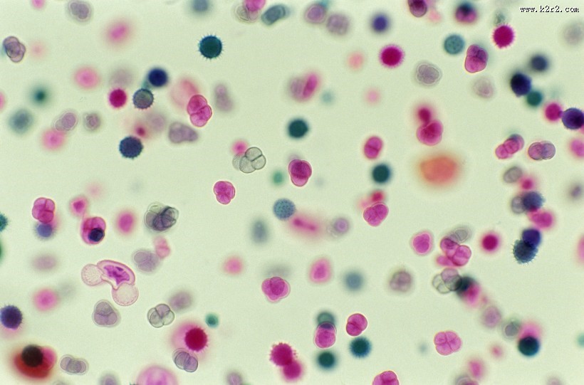 显微镜下的细胞图片