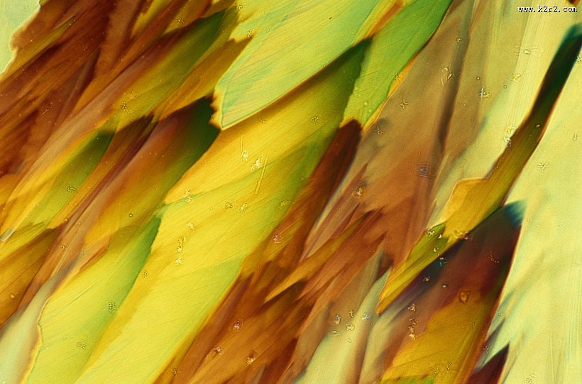 显微镜下的细胞图片