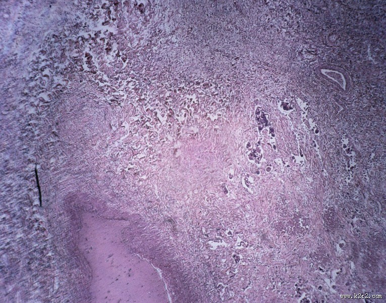 显微镜下的细胞图片