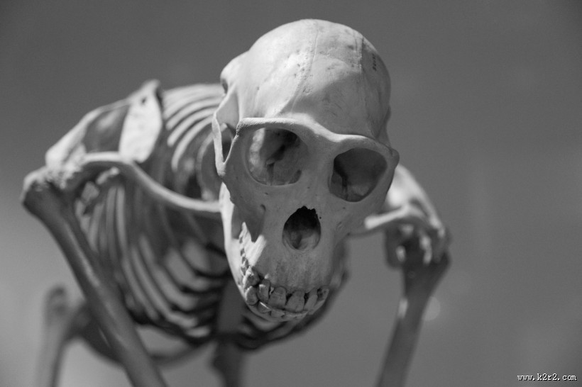 骷髅头骨图片