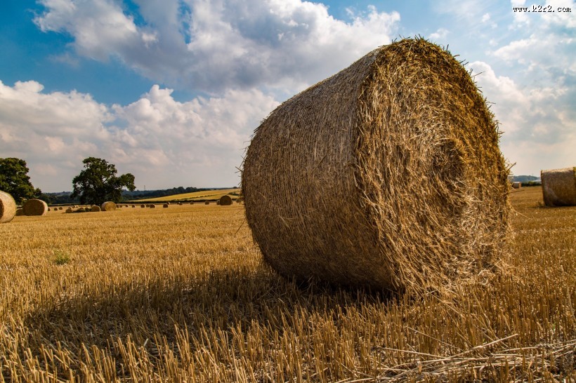 圆形的干草垛图片