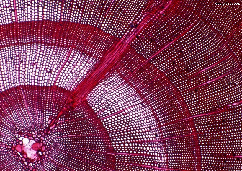 显微镜下的细胞图片大全