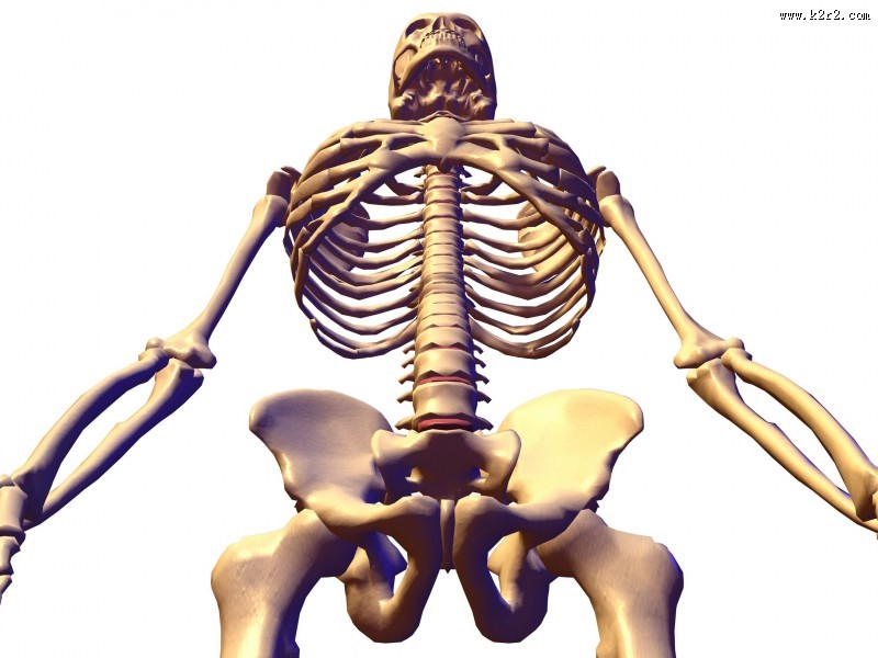 人体骨骼图片